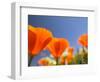 Poppies in Spring Bloom, Lancaster, California, USA-Terry Eggers-Framed Photographic Print