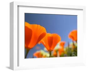 Poppies in Spring Bloom, Lancaster, California, USA-Terry Eggers-Framed Photographic Print