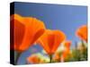 Poppies in Spring Bloom, Lancaster, California, USA-Terry Eggers-Stretched Canvas