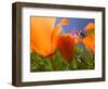 Poppies in Spring Bloom, Lancaster, California, USA-Terry Eggers-Framed Photographic Print