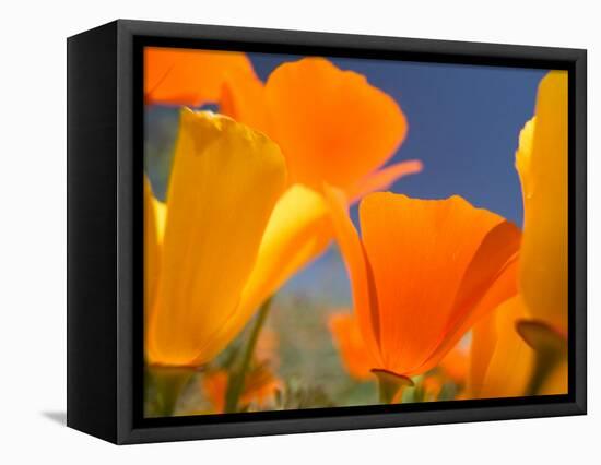 Poppies in Spring Bloom, Lancaster, California, USA-Terry Eggers-Framed Stretched Canvas