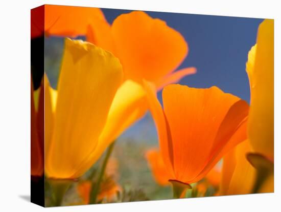 Poppies in Spring Bloom, Lancaster, California, USA-Terry Eggers-Stretched Canvas