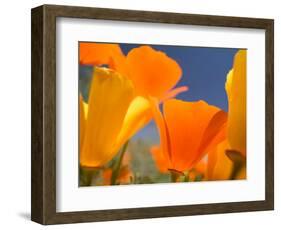 Poppies in Spring Bloom, Lancaster, California, USA-Terry Eggers-Framed Photographic Print