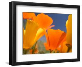 Poppies in Spring Bloom, Lancaster, California, USA-Terry Eggers-Framed Photographic Print