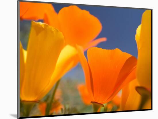 Poppies in Spring Bloom, Lancaster, California, USA-Terry Eggers-Mounted Photographic Print