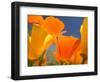 Poppies in Spring Bloom, Lancaster, California, USA-Terry Eggers-Framed Premium Photographic Print