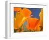 Poppies in Spring Bloom, Lancaster, California, USA-Terry Eggers-Framed Premium Photographic Print