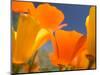 Poppies in Spring Bloom, Lancaster, California, USA-Terry Eggers-Mounted Premium Photographic Print