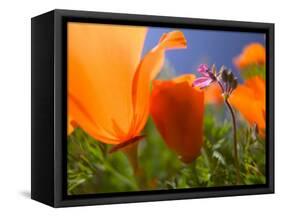 Poppies in Spring Bloom, Lancaster, California, USA-Terry Eggers-Framed Stretched Canvas