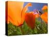 Poppies in Spring Bloom, Lancaster, California, USA-Terry Eggers-Stretched Canvas