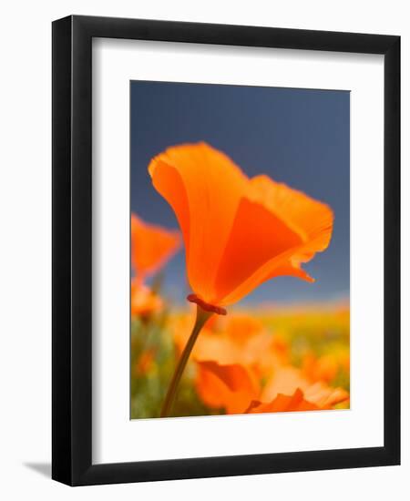 Poppies in Spring Bloom, Lancaster, California, USA-Terry Eggers-Framed Photographic Print