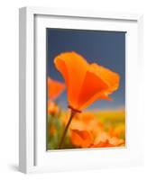 Poppies in Spring Bloom, Lancaster, California, USA-Terry Eggers-Framed Photographic Print