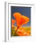 Poppies in Spring Bloom, Lancaster, California, USA-Terry Eggers-Framed Photographic Print