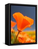 Poppies in Spring Bloom, Lancaster, California, USA-Terry Eggers-Framed Stretched Canvas