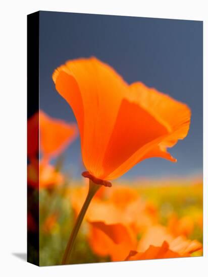 Poppies in Spring Bloom, Lancaster, California, USA-Terry Eggers-Stretched Canvas