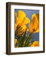 Poppies in Spring Bloom, Lancaster, California, USA-Terry Eggers-Framed Photographic Print