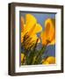 Poppies in Spring Bloom, Lancaster, California, USA-Terry Eggers-Framed Photographic Print