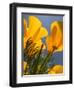 Poppies in Spring Bloom, Lancaster, California, USA-Terry Eggers-Framed Photographic Print