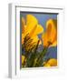 Poppies in Spring Bloom, Lancaster, California, USA-Terry Eggers-Framed Photographic Print