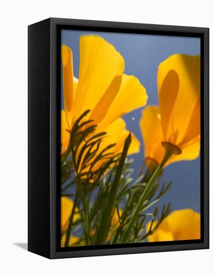 Poppies in Spring Bloom, Lancaster, California, USA-Terry Eggers-Framed Stretched Canvas