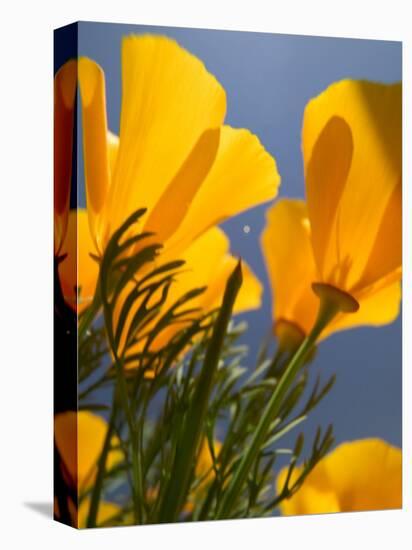 Poppies in Spring Bloom, Lancaster, California, USA-Terry Eggers-Stretched Canvas