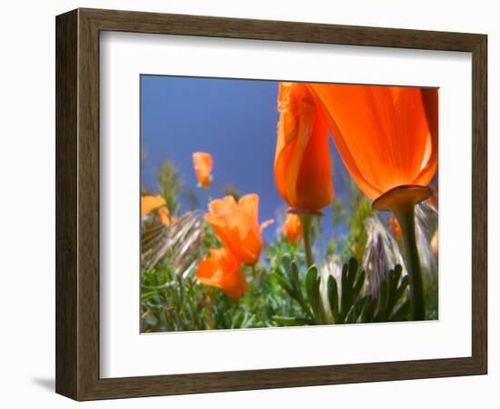 Poppies in Spring Bloom, Lancaster, California, USA-Terry Eggers-Framed Photographic Print