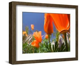 Poppies in Spring Bloom, Lancaster, California, USA-Terry Eggers-Framed Photographic Print