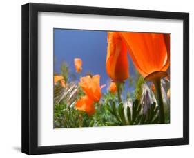 Poppies in Spring Bloom, Lancaster, California, USA-Terry Eggers-Framed Photographic Print