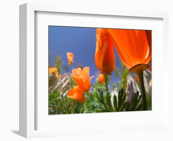 Poppies in Spring Bloom, Lancaster, California, USA-Terry Eggers-Framed Photographic Print