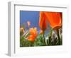 Poppies in Spring Bloom, Lancaster, California, USA-Terry Eggers-Framed Photographic Print