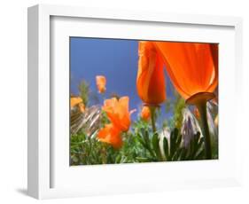 Poppies in Spring Bloom, Lancaster, California, USA-Terry Eggers-Framed Photographic Print