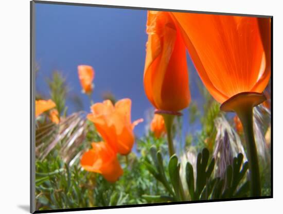 Poppies in Spring Bloom, Lancaster, California, USA-Terry Eggers-Mounted Photographic Print