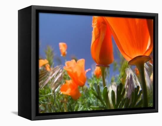 Poppies in Spring Bloom, Lancaster, California, USA-Terry Eggers-Framed Stretched Canvas