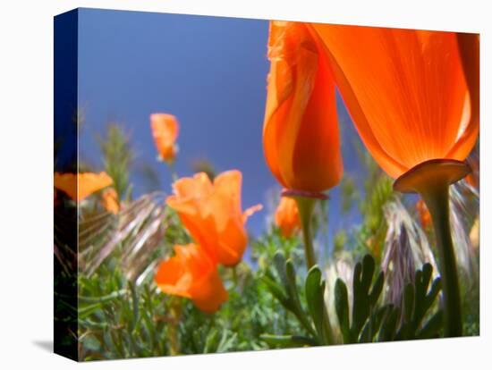 Poppies in Spring Bloom, Lancaster, California, USA-Terry Eggers-Stretched Canvas