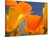 Poppies in Spring Bloom, Lancaster, California, USA-Terry Eggers-Stretched Canvas