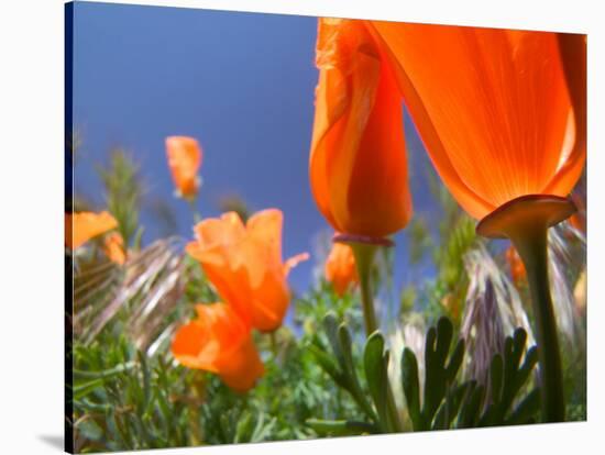 Poppies in Spring Bloom, Lancaster, California, USA-Terry Eggers-Stretched Canvas