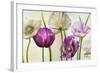 Poppies in Spring II-Patricia Pinto-Framed Art Print