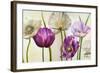 Poppies in Spring II-Patricia Pinto-Framed Art Print