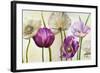 Poppies in Spring II-Patricia Pinto-Framed Art Print