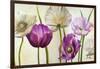 Poppies in Spring II-Patricia Pinto-Framed Art Print