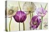 Poppies in Spring II-Patricia Pinto-Stretched Canvas