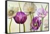 Poppies in Spring II-Patricia Pinto-Framed Stretched Canvas