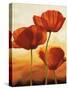 Poppies in Sunlight I-Andrea Kahn-Stretched Canvas