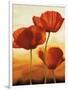 Poppies in Sunlight I-Andrea Kahn-Framed Art Print