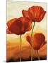 Poppies in Sunlight I-Andrea Kahn-Mounted Art Print