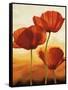 Poppies in Sunlight I-Andrea Kahn-Framed Stretched Canvas