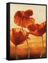 Poppies in Sunlight II-Andrea Kahn-Framed Stretched Canvas