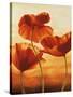 Poppies in Sunlight II-Andrea Kahn-Stretched Canvas