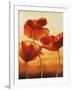 Poppies in Sunlight II-Andrea Kahn-Framed Art Print