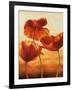 Poppies in Sunlight II-Andrea Kahn-Framed Art Print